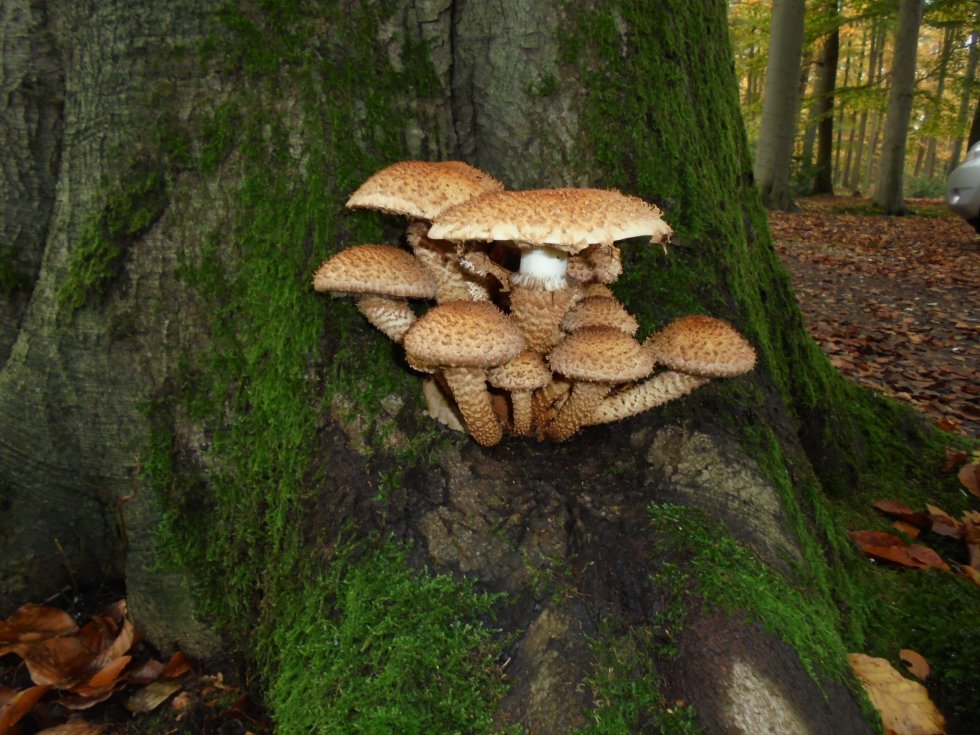 Paddenstoelenwandeling Geelders